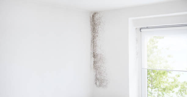 Best Mold Prevention Services  in Fairhope, PA