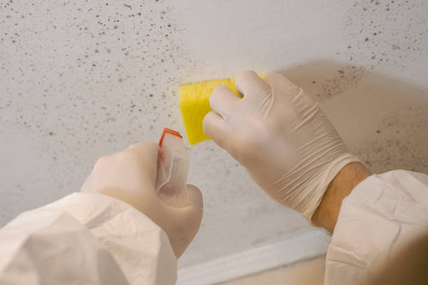 Environmental Consulting for Mold Prevention in Fairhope, PA