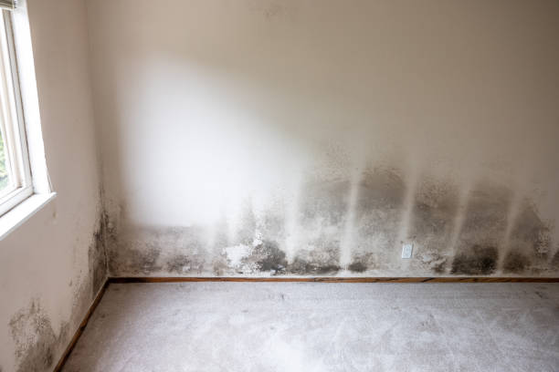 Best Attic Mold Removal  in Fairhope, PA