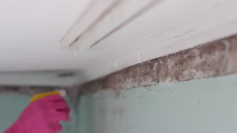 Forensic Mold Investigation in Fairhope, PA